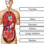 Órganos en inglés: juego del cuerpo humano